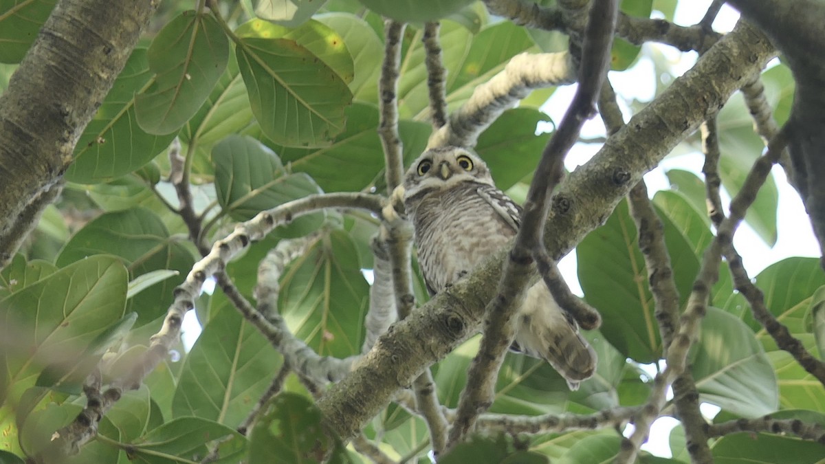 Spotted Owlet - ML646438864