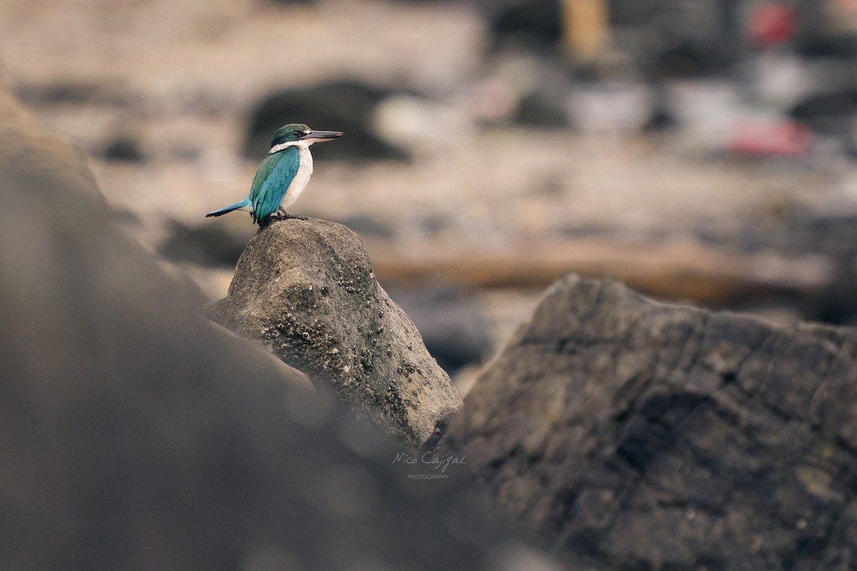 Collared Kingfisher - ML646438865