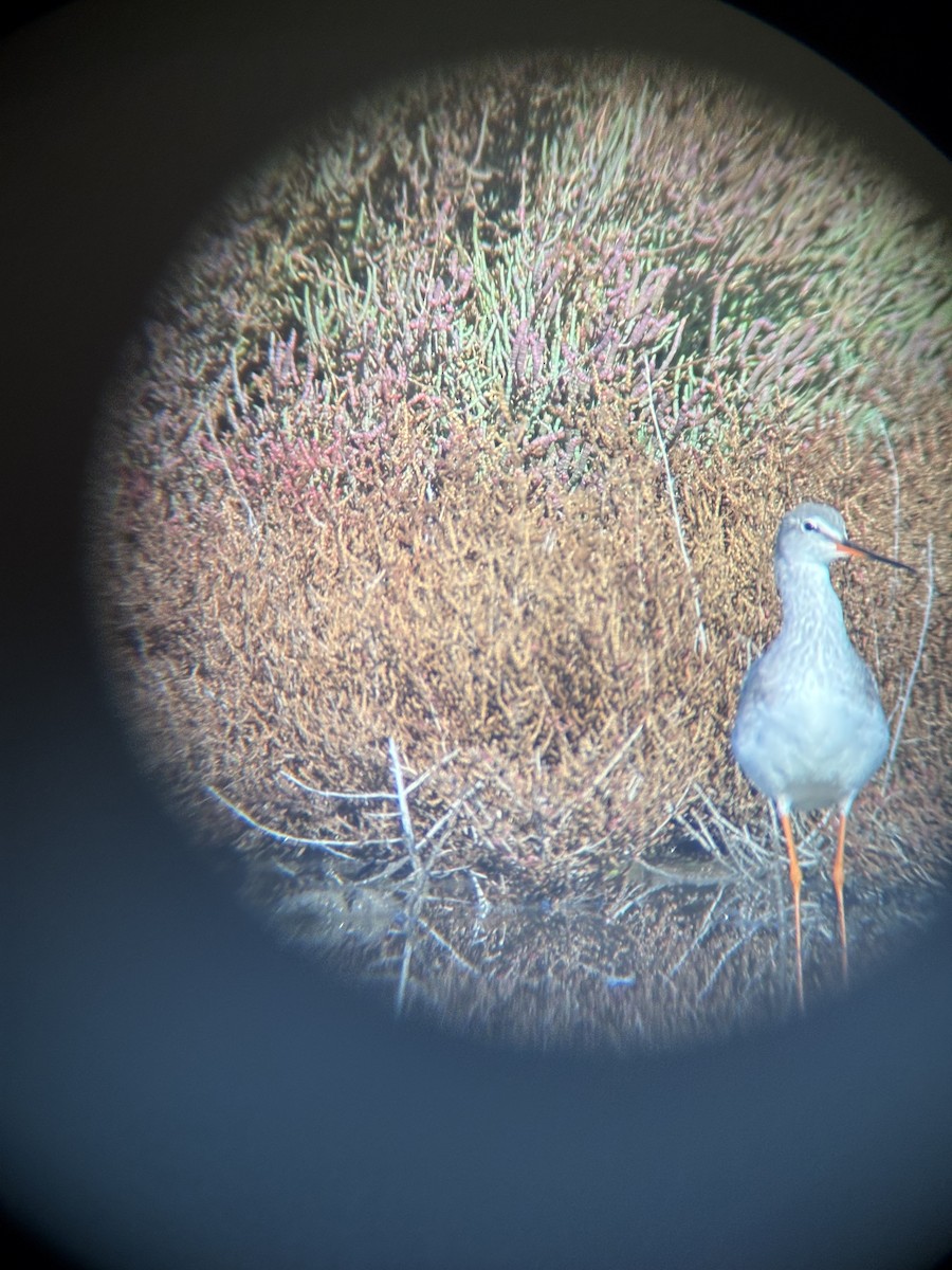 Bernagorri iluna - ML646438869