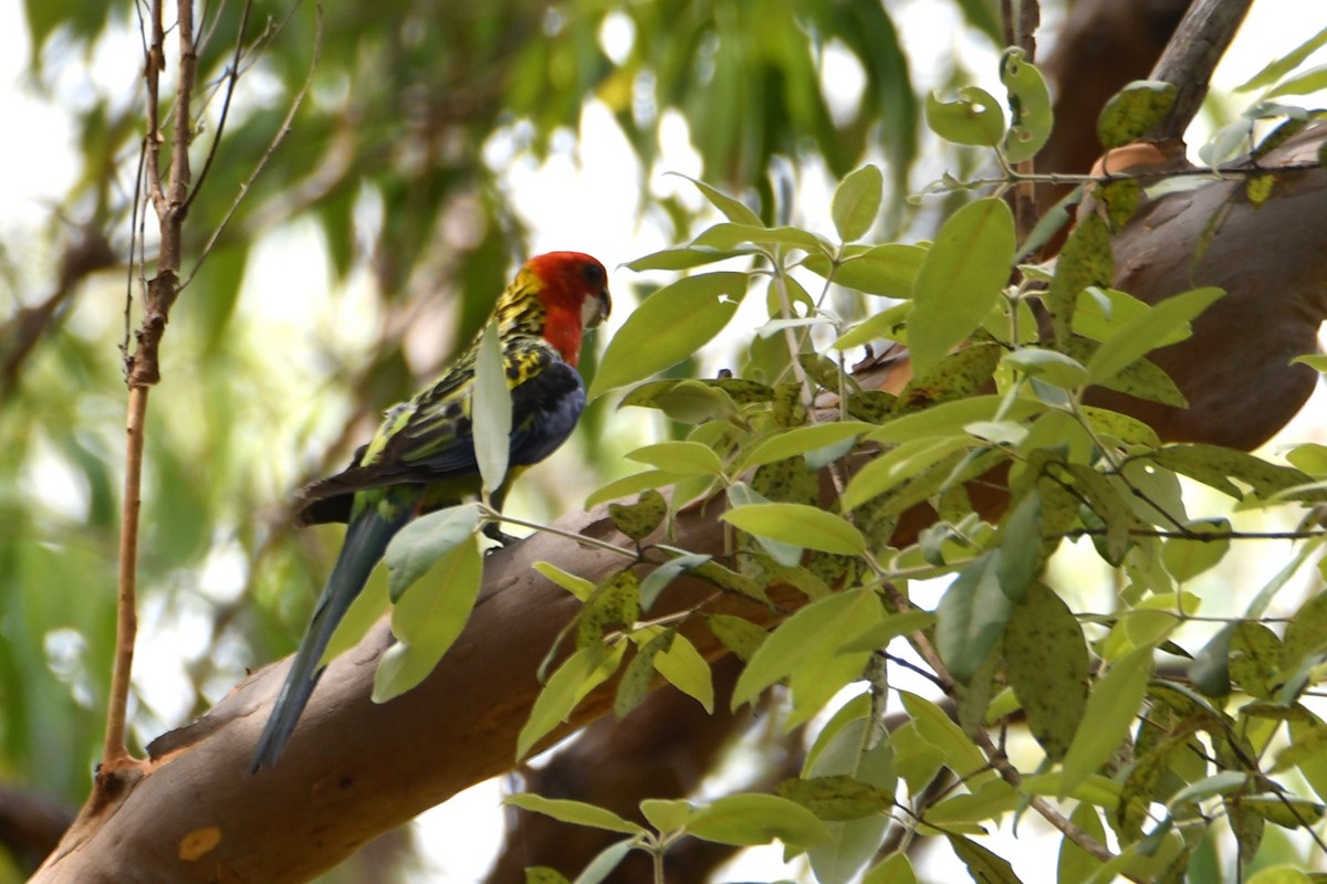 Eastern Rosella - ML646438870