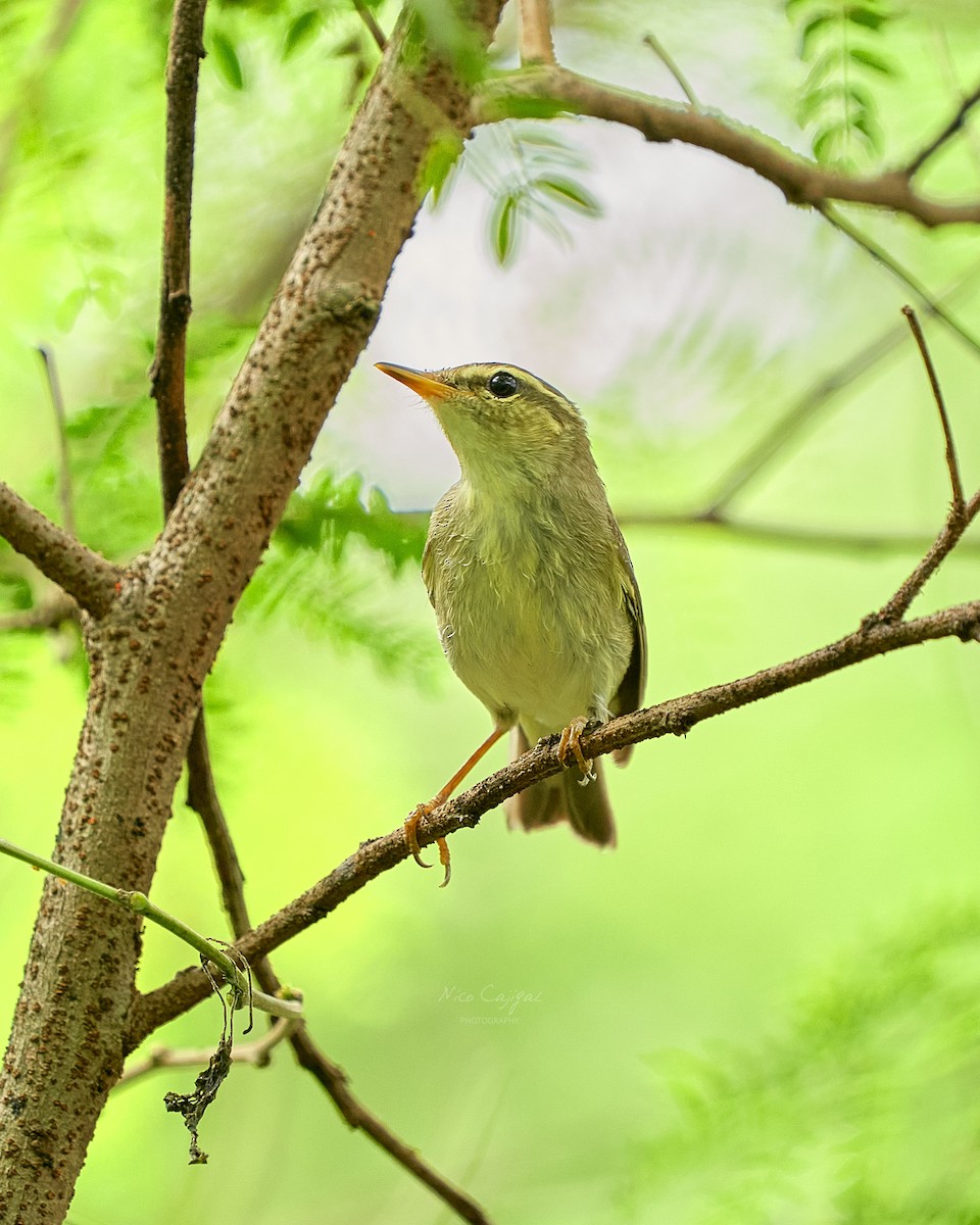 Ipar-txioa - ML646438871