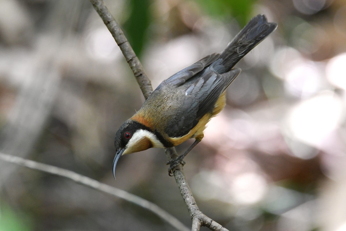 Eastern Spinebill - ML646438872