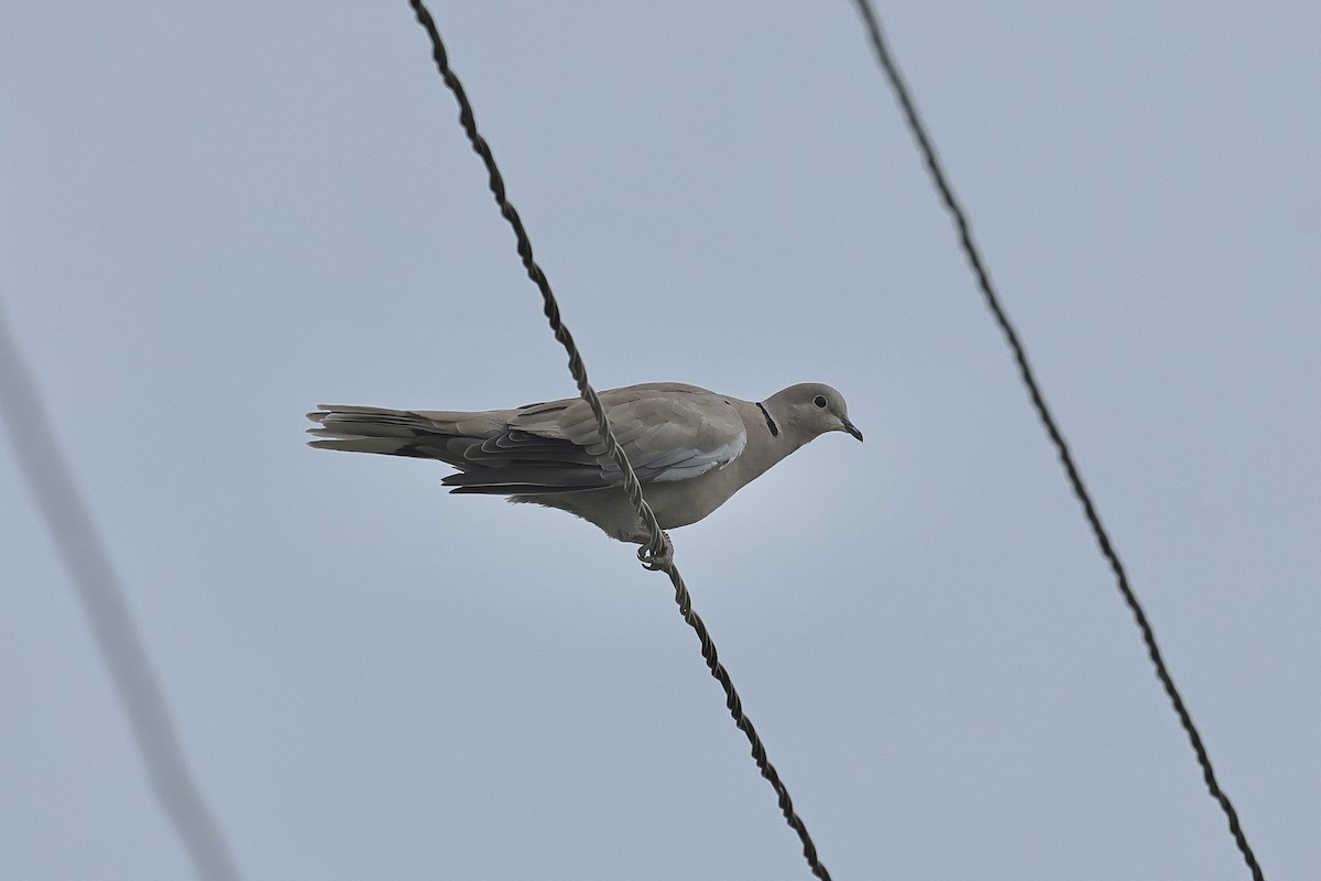 Usapal turkiarra - ML646438873