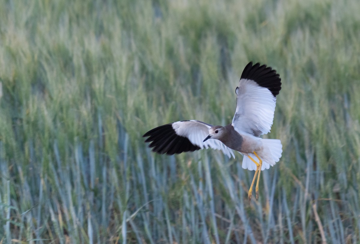 Hegabera buztanzuria - ML646438880