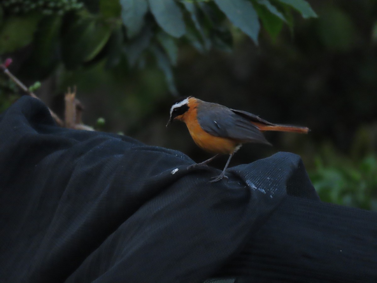 White-browed Robin-Chat - ML646438888