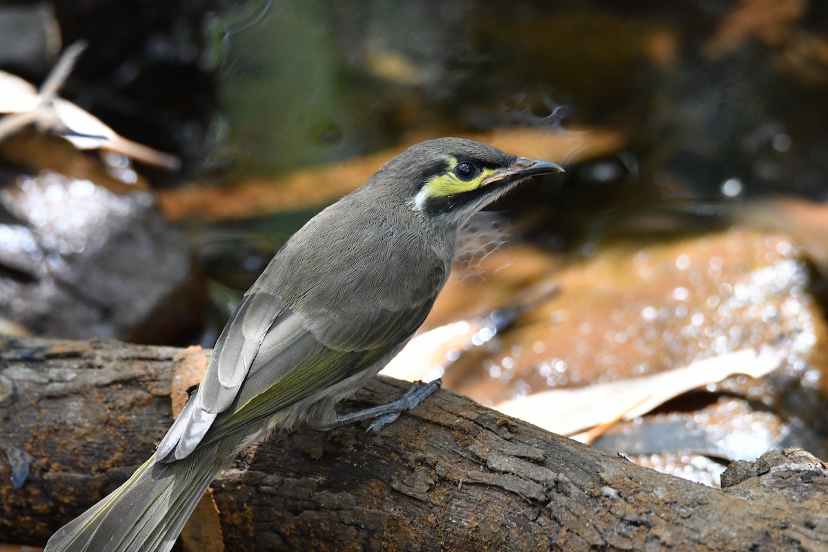Yellow-faced Honeyeater - ML646438889