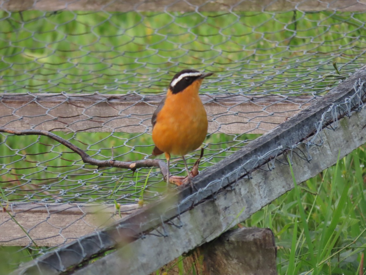 White-browed Robin-Chat - ML646438890