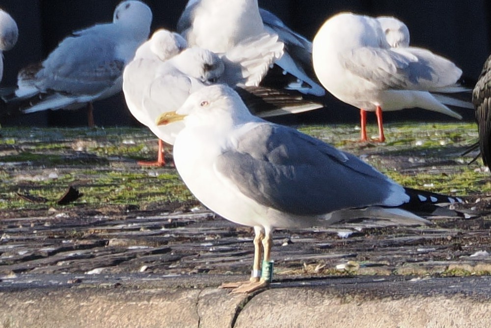 Kaio hankahoria - ML646438891