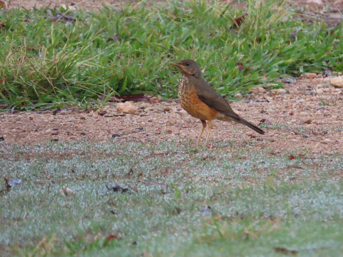 African Thrush - ML646438892
