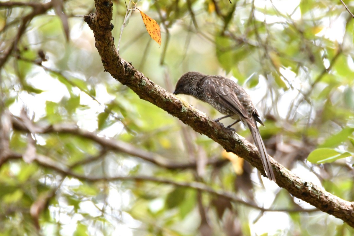 Little Wattlebird - ML646438899