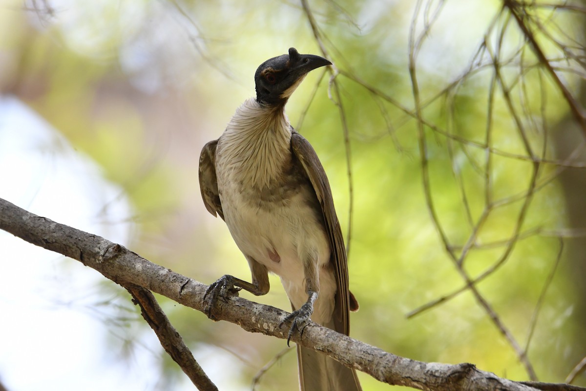 Noisy Friarbird - ML646438903