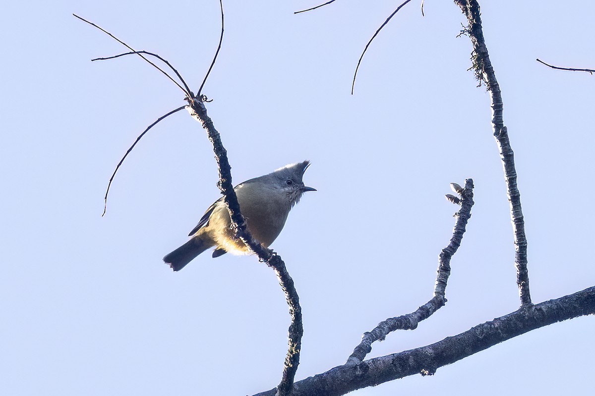 Kehlstreifenyuhina - ML646438905