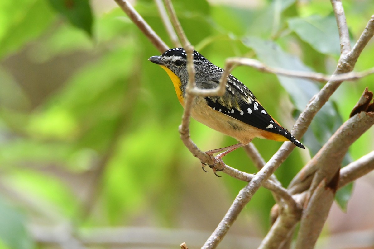 Spotted Pardalote - ML646438914