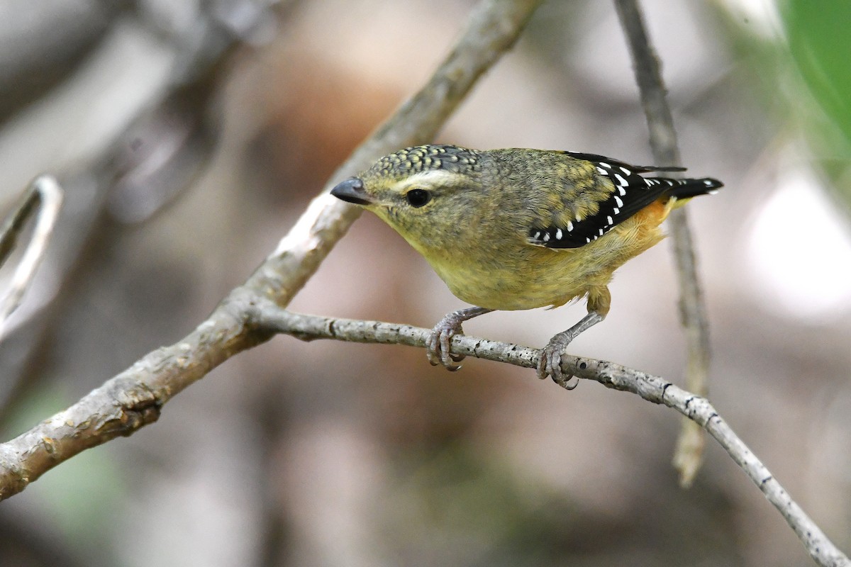 Spotted Pardalote - ML646438915