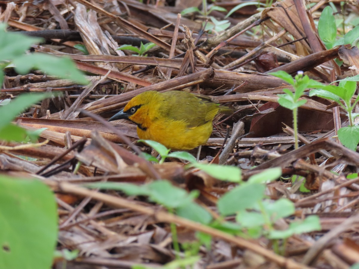 Spectacled Weaver - ML646438916