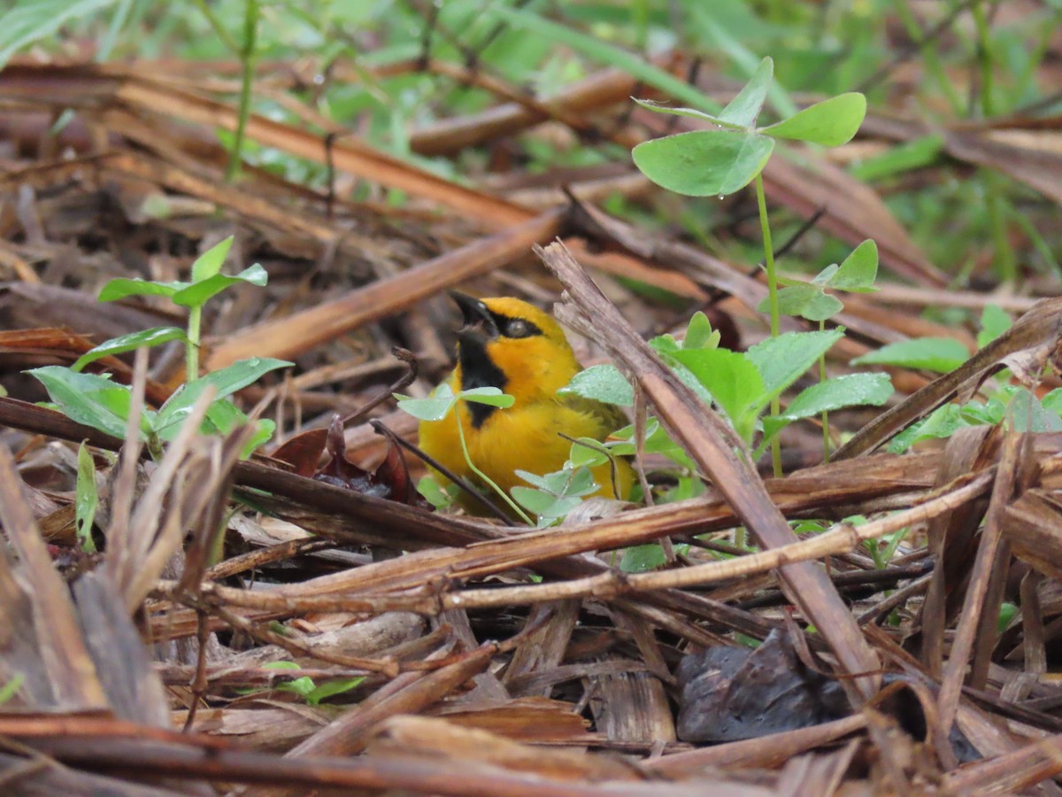 Spectacled Weaver - ML646438917