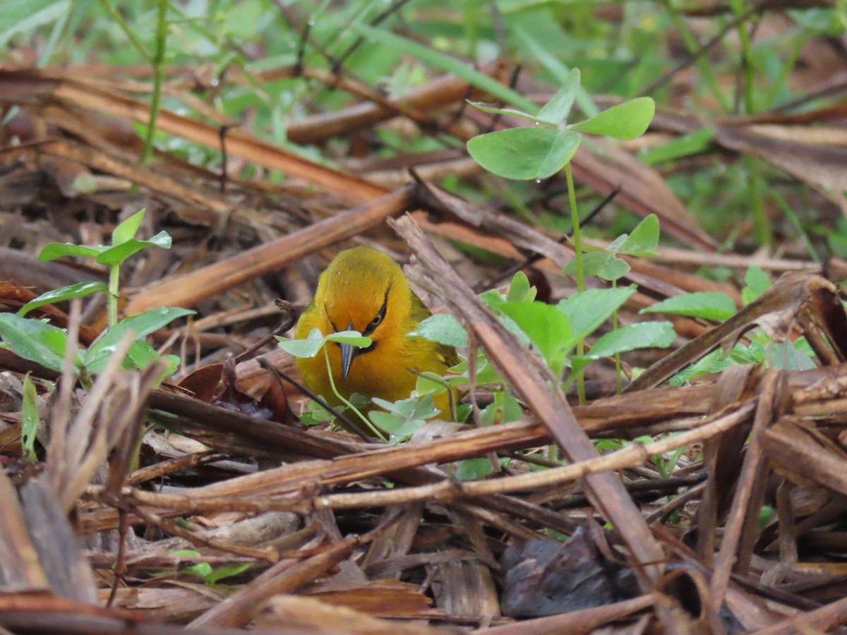 Spectacled Weaver - ML646438918