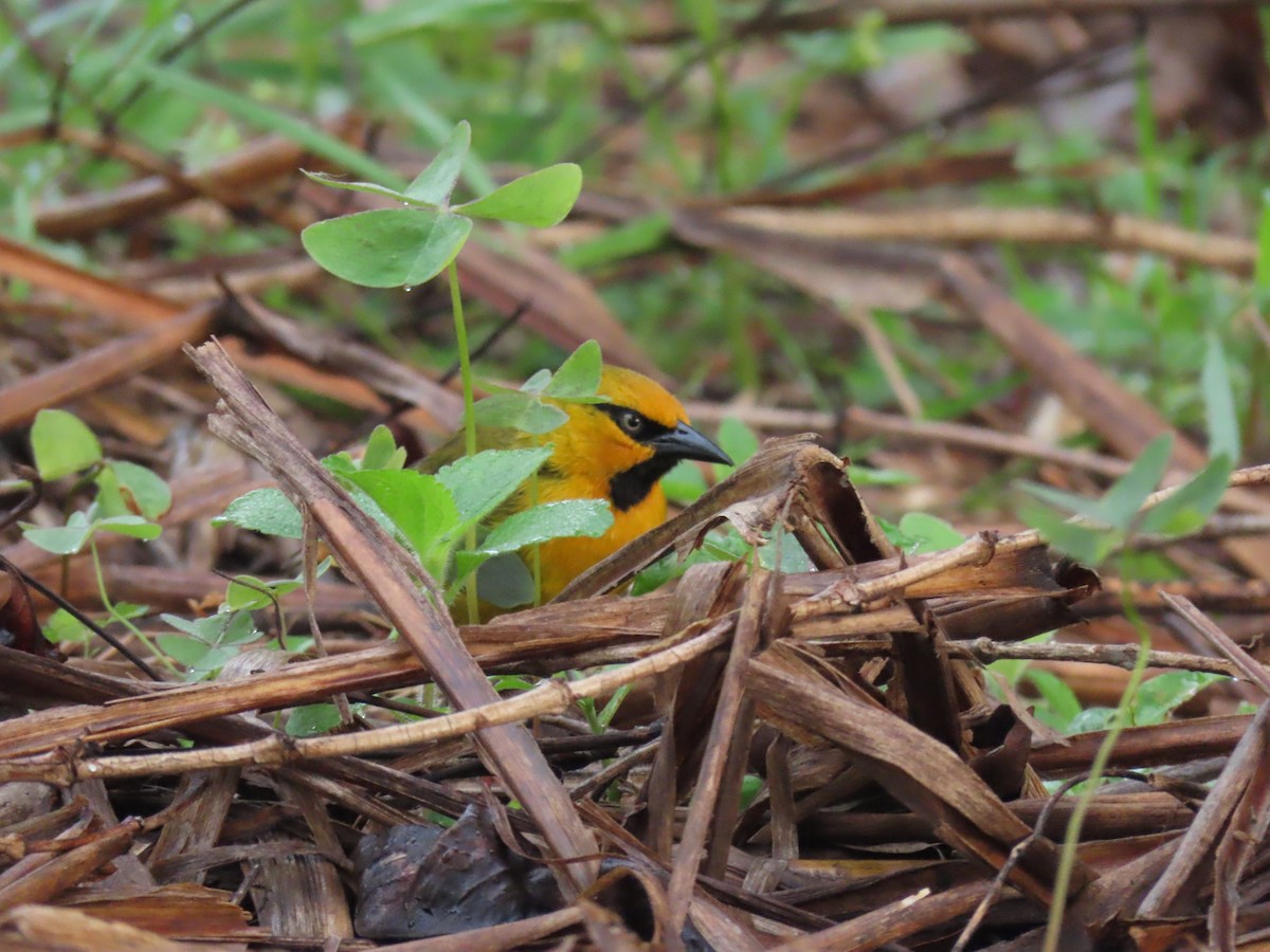 Spectacled Weaver - ML646438919
