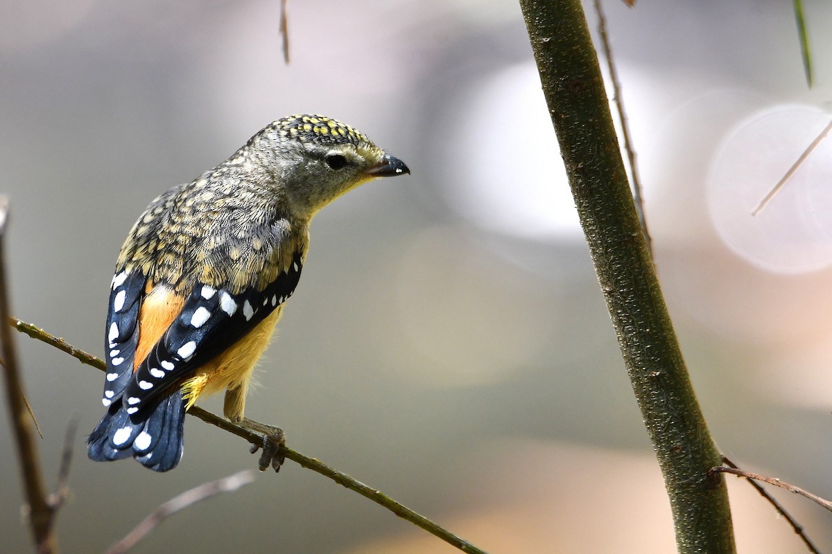 Spotted Pardalote - ML646438922