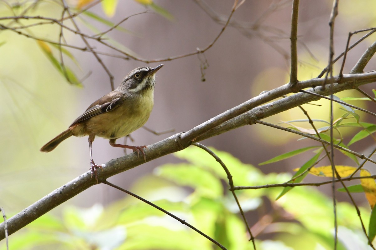 White-browed Scrubwren - ML646438926