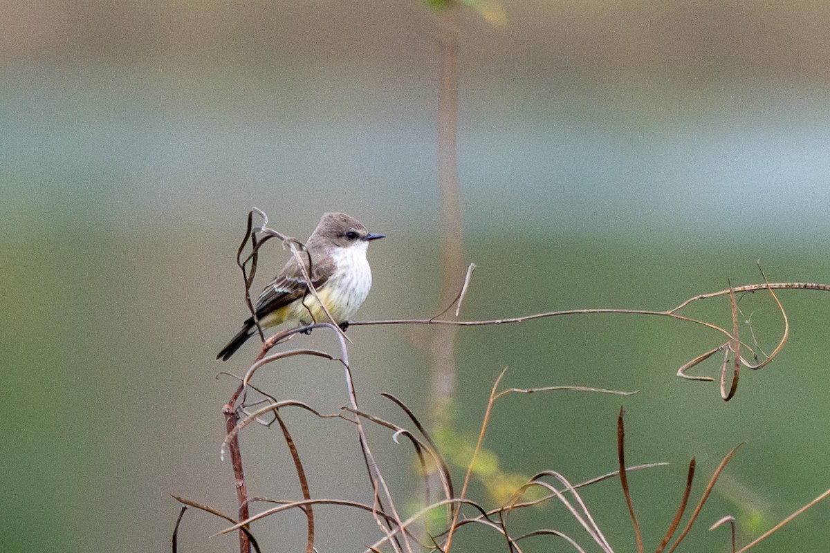 Vermilion Flycatcher - ML646438929