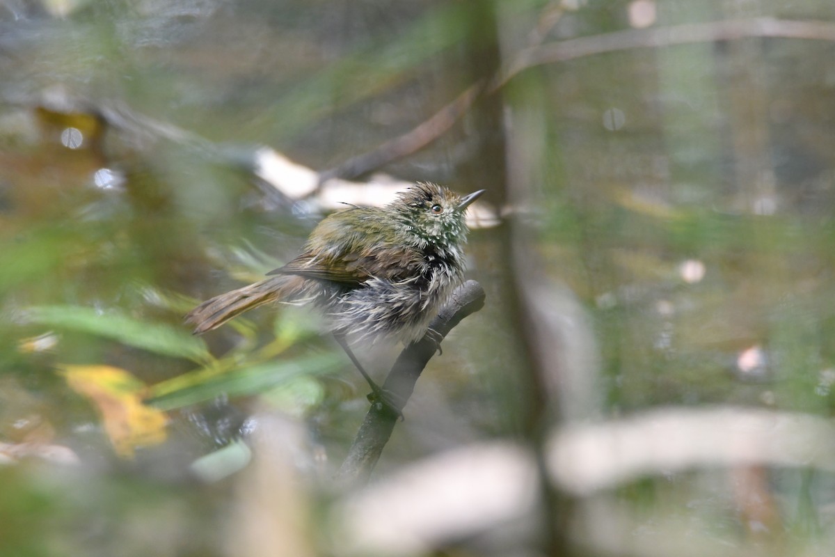 Brown Thornbill - ML646438931