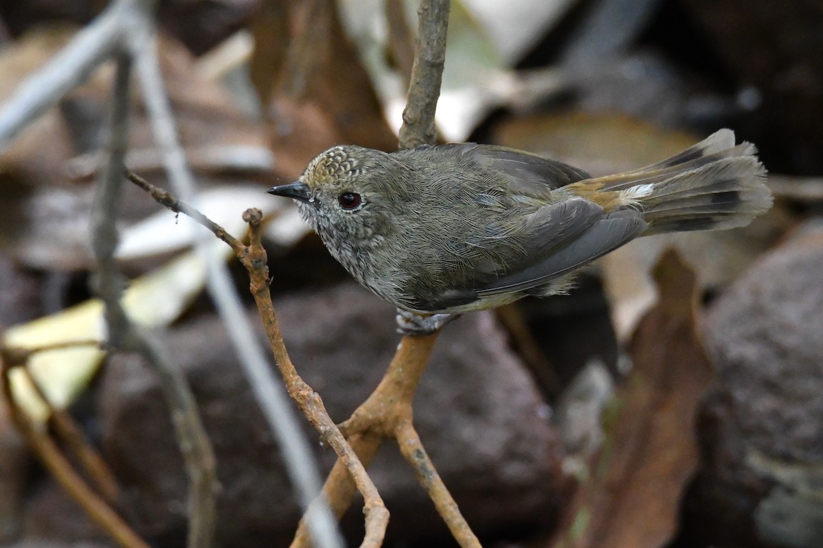 Brown Thornbill - ML646438933