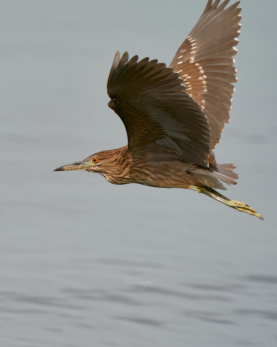 Black-crowned Night Heron - ML646438937
