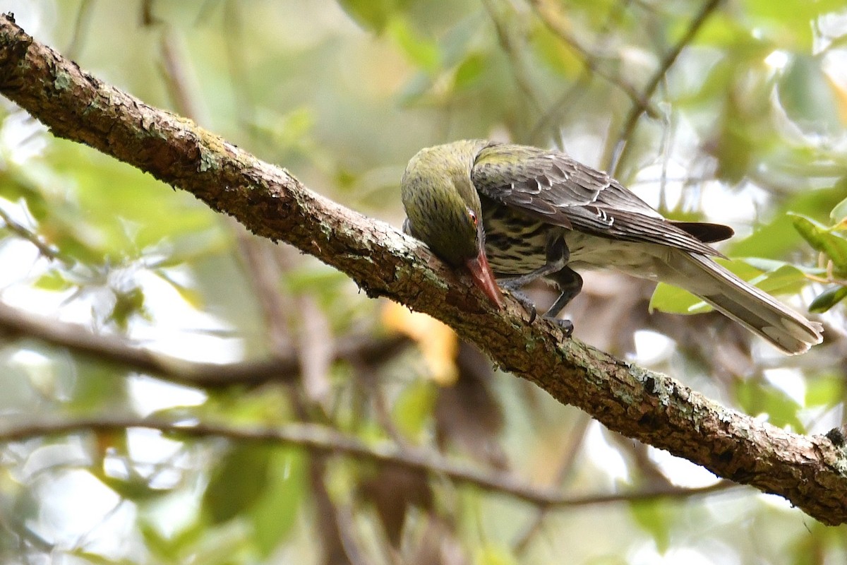 Olive-backed Oriole - ML646438938
