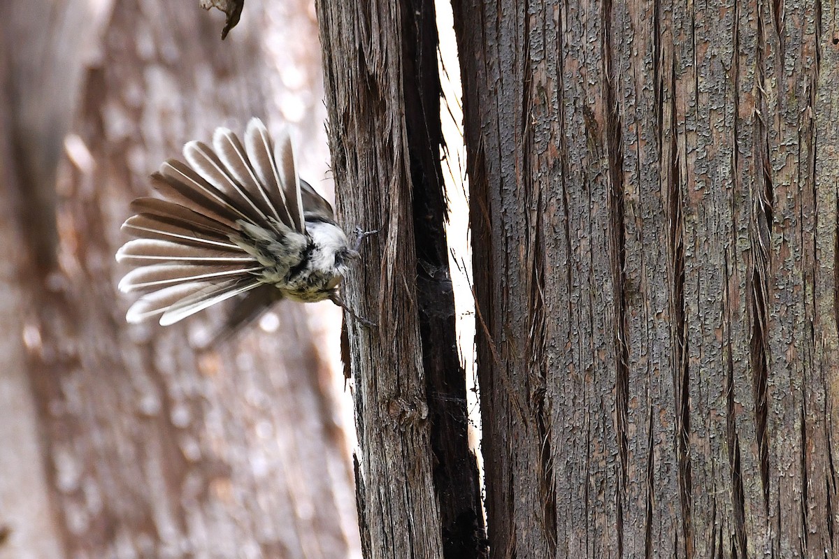 Gray Fantail - ML646438941