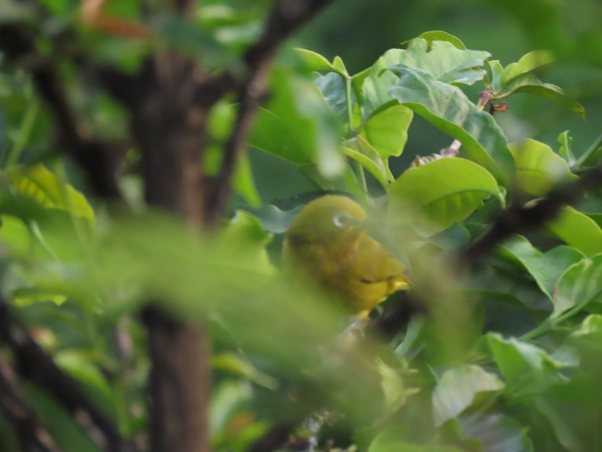 Green White-eye - ML646438942