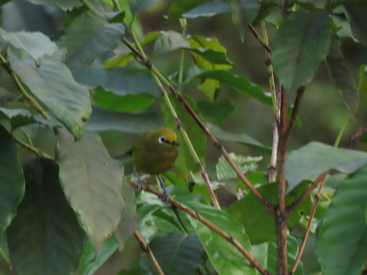 Green White-eye - ML646438943