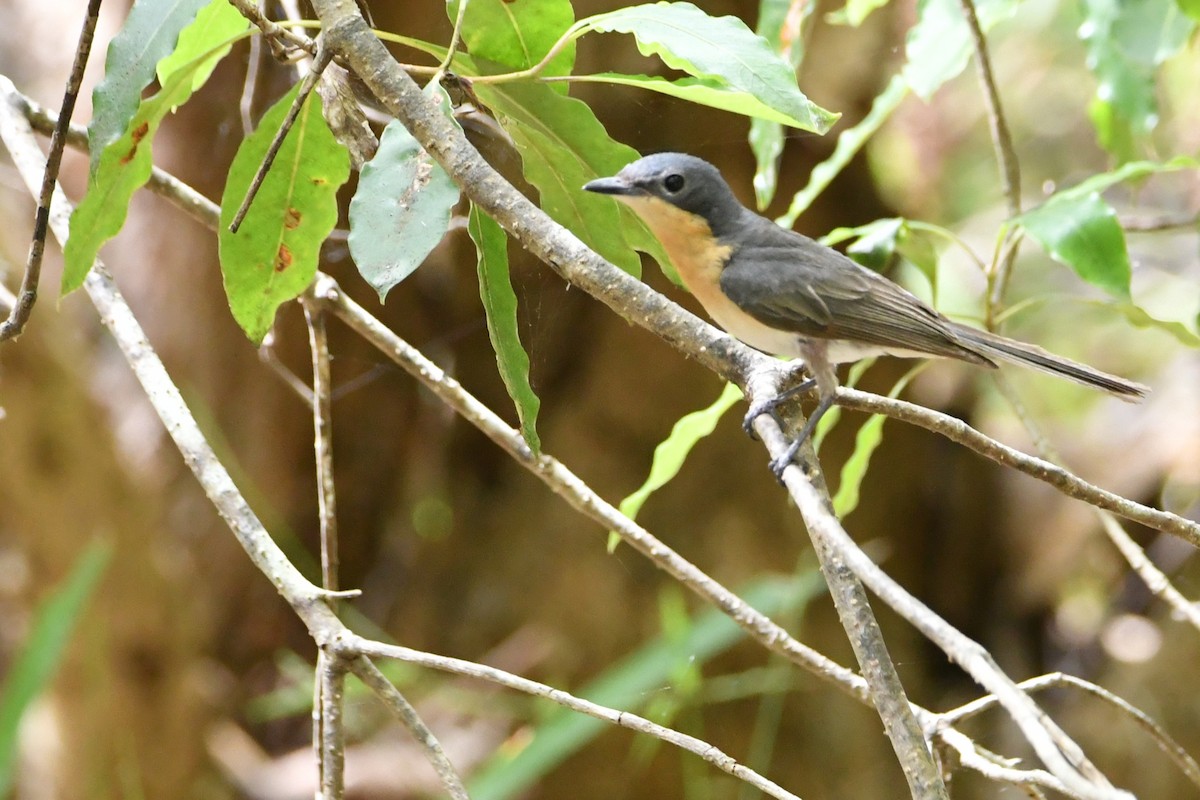 Leaden Flycatcher - ML646438944