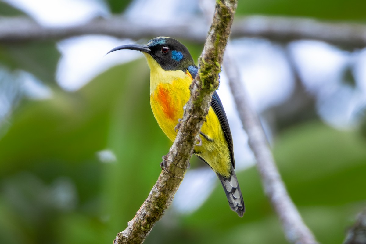 Lina's Sunbird - ML646438945