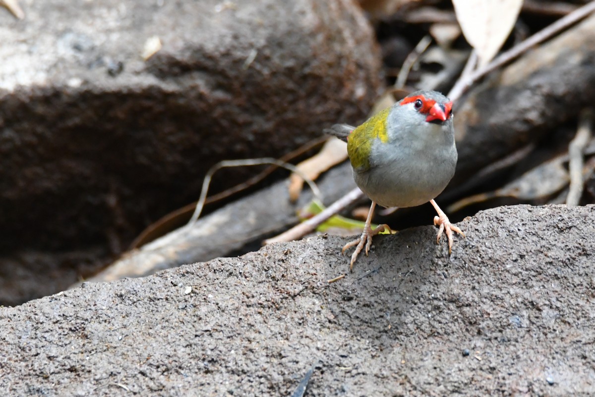 Red-browed Firetail - ML646438946