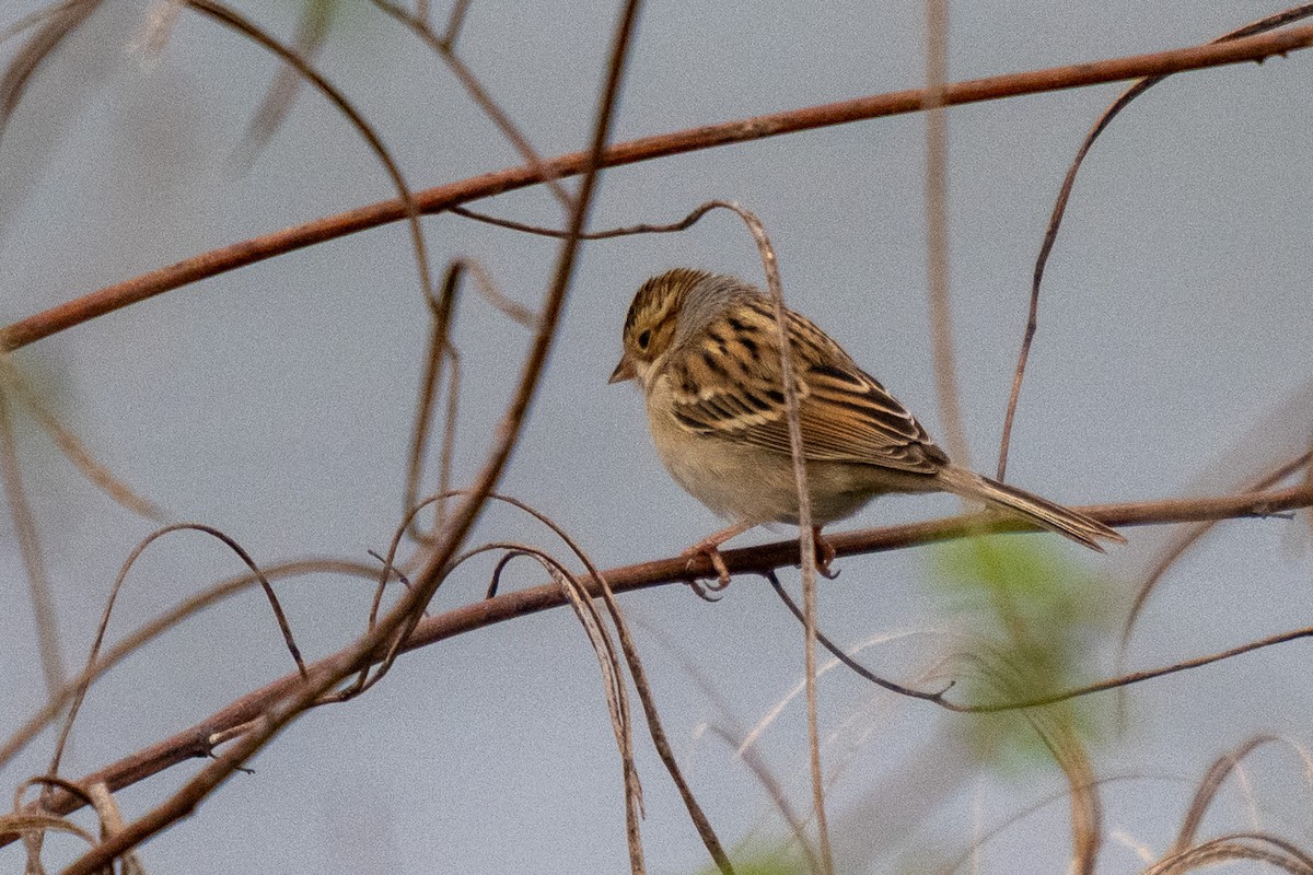 Clay-colored Sparrow - ML646438960