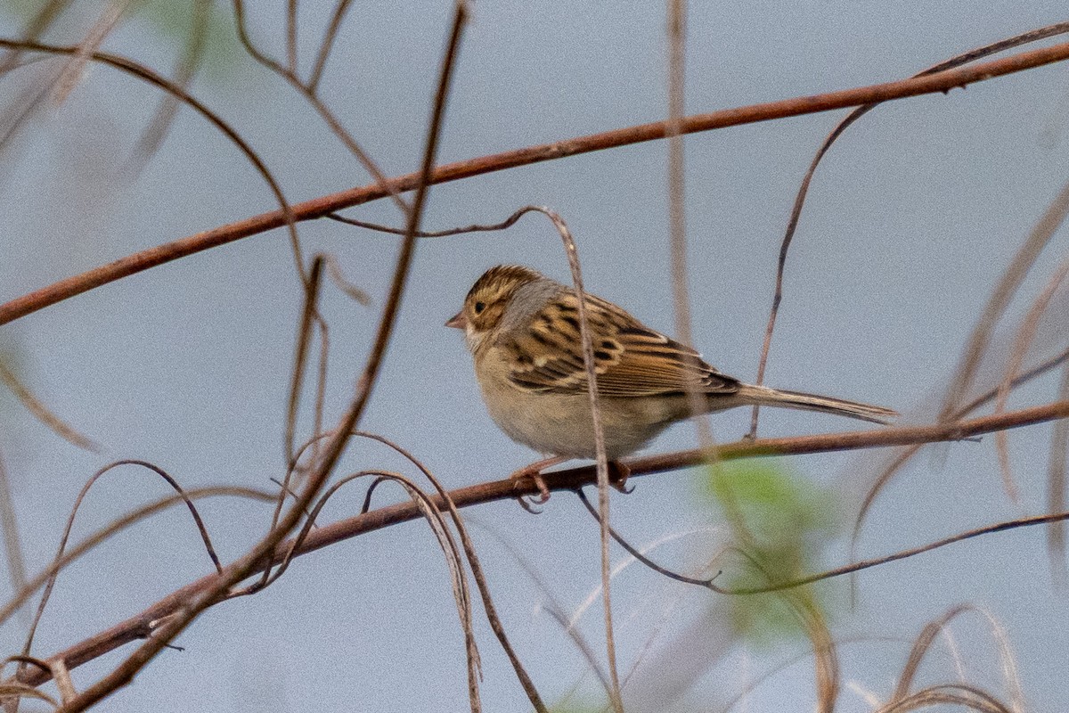 Clay-colored Sparrow - ML646438961