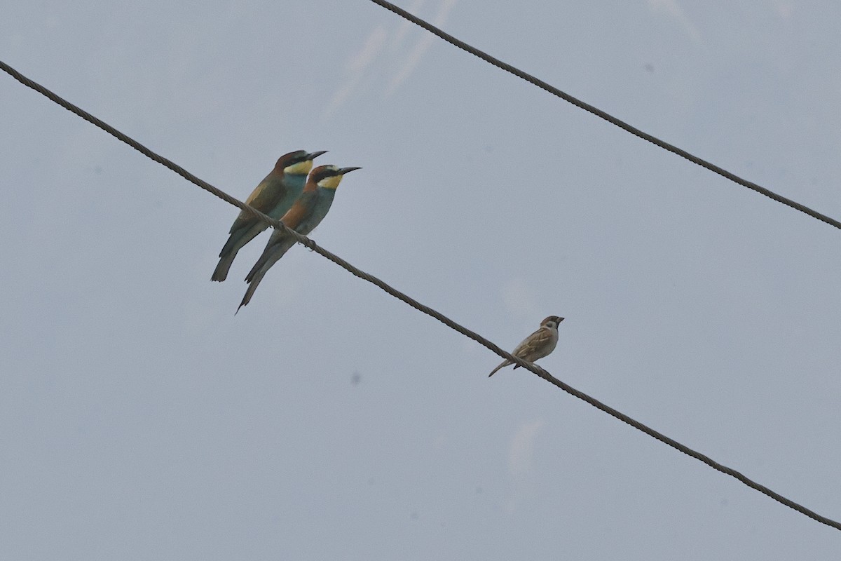 vrabec polní - ML646438962