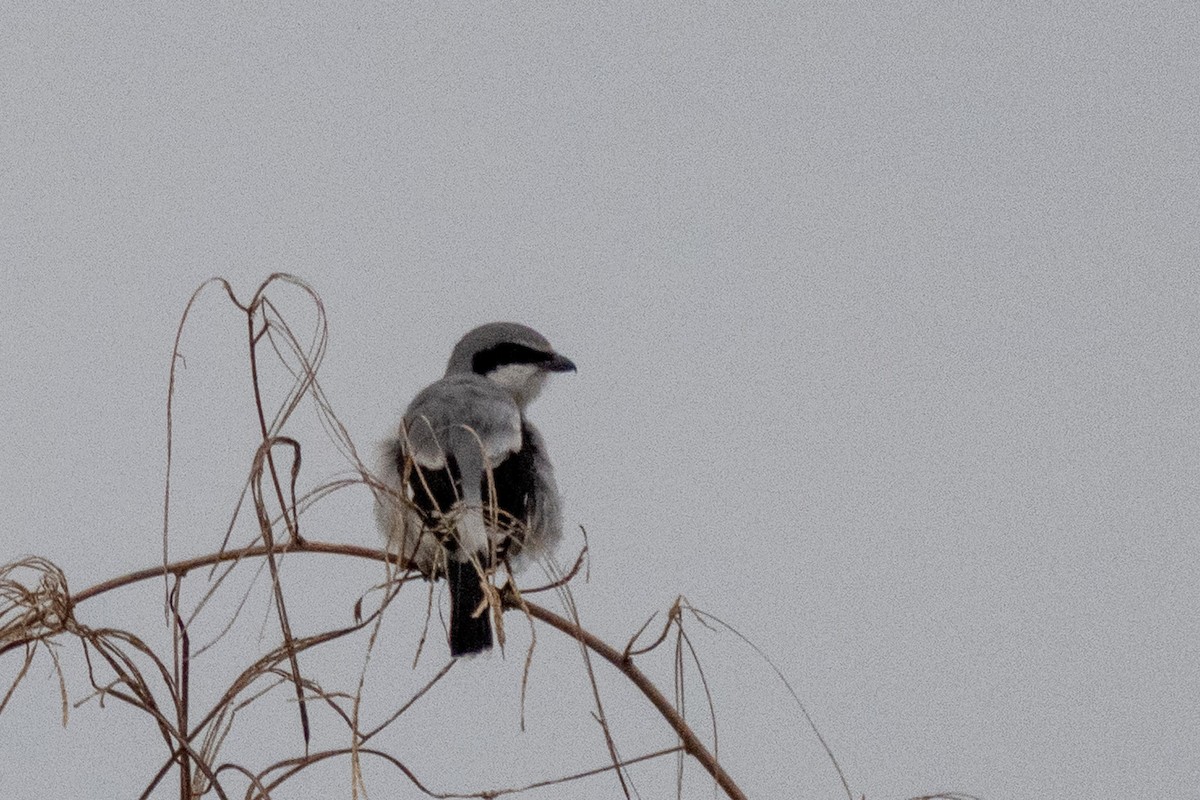 Tropical Kingbird - ML646438964