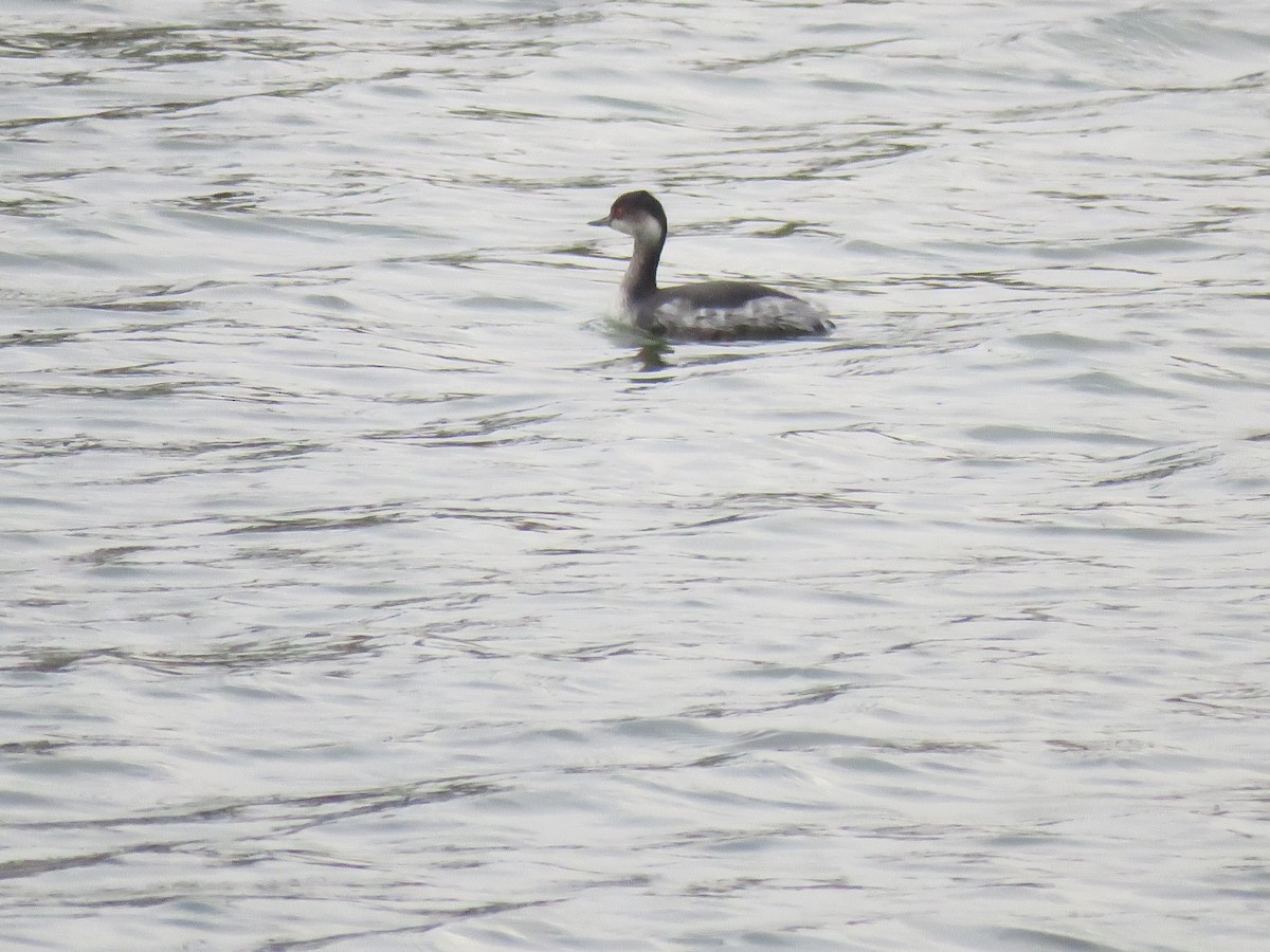 potápka černokrká - ML646438967