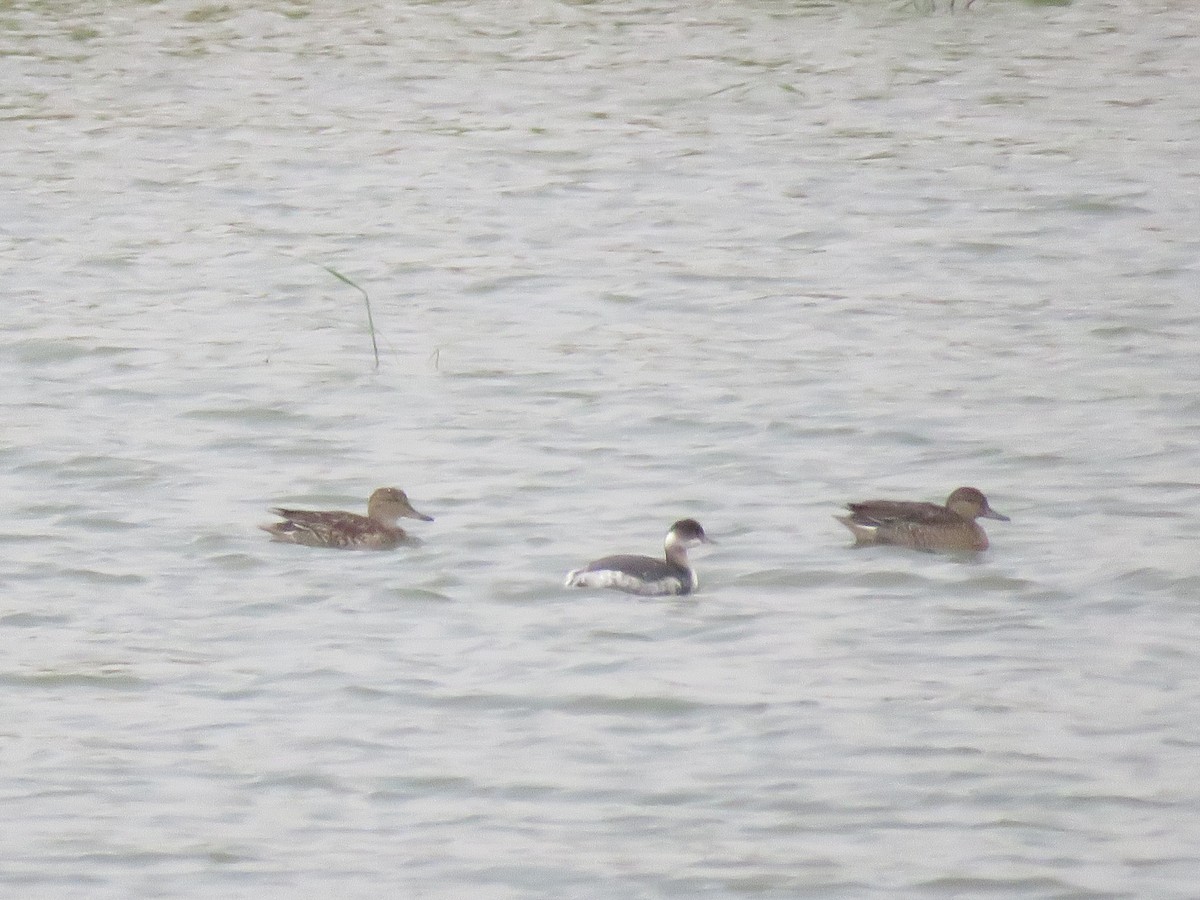 potápka černokrká - ML646438968