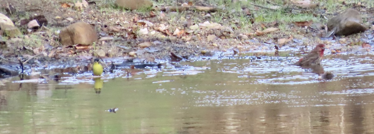 Lesser Goldfinch - ML646438970