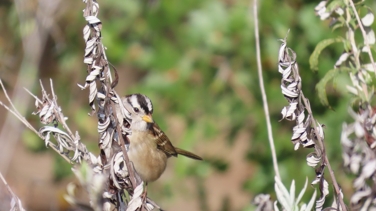 White-crowned Sparrow - ML646438971