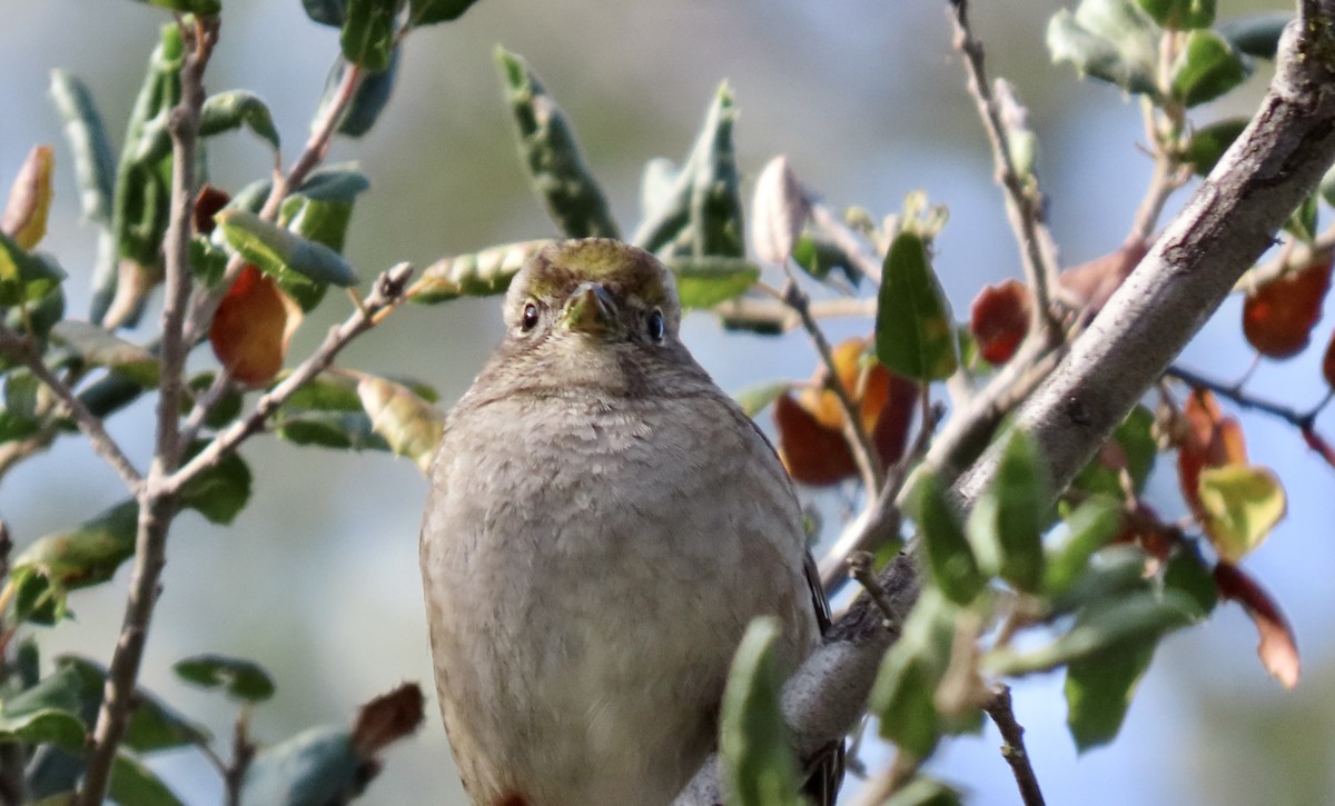 Golden-crowned Sparrow - ML646438973