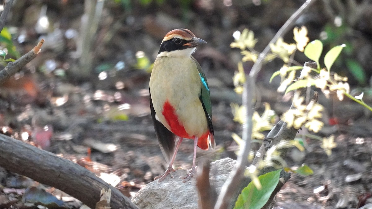 Fairy Pitta - ML646438978