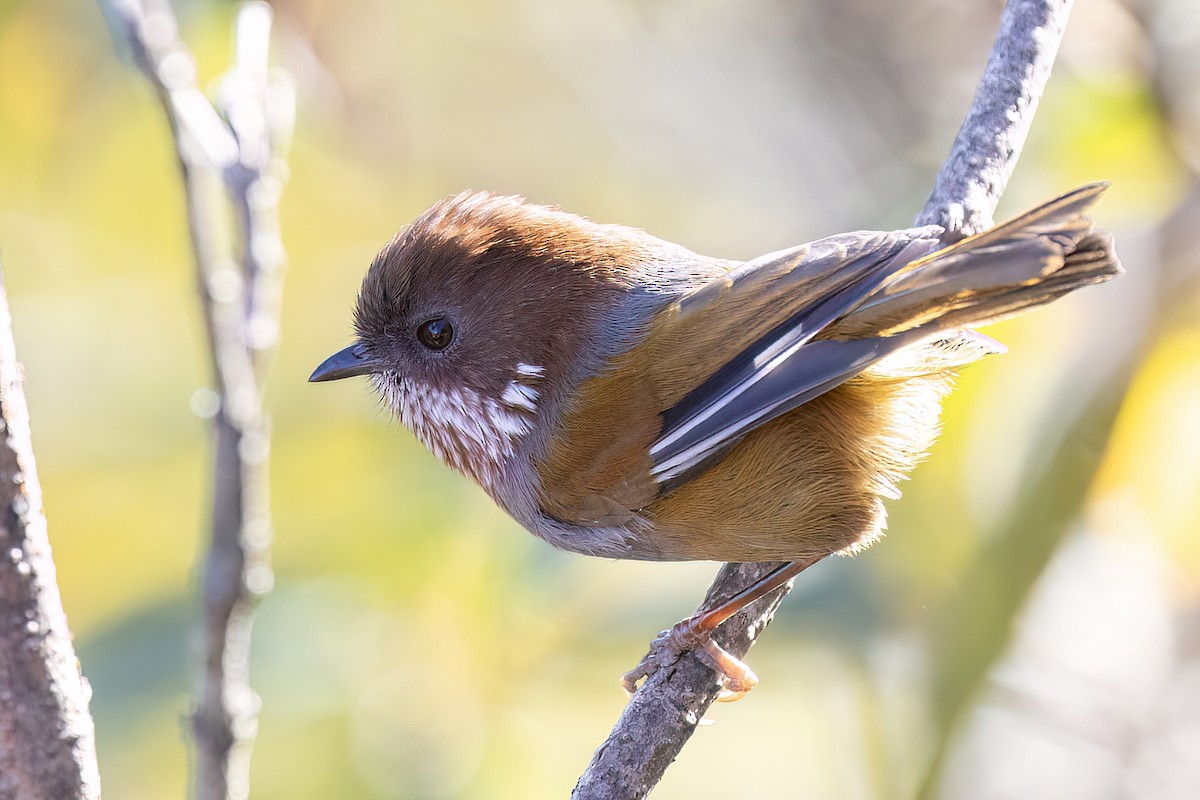 Braunohr-Grasmücke - ML646438979