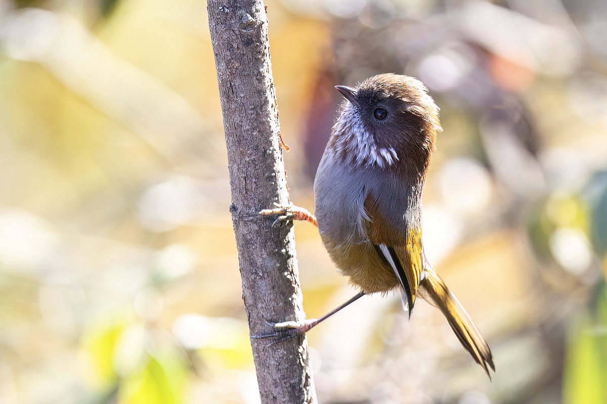 Braunohr-Grasmücke - ML646438980