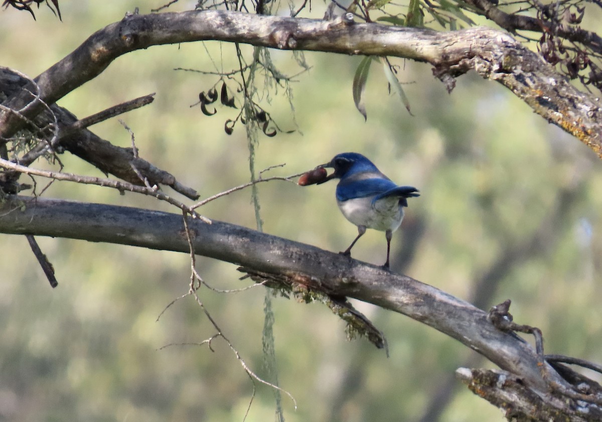 California Scrub-Jay - ML646438983