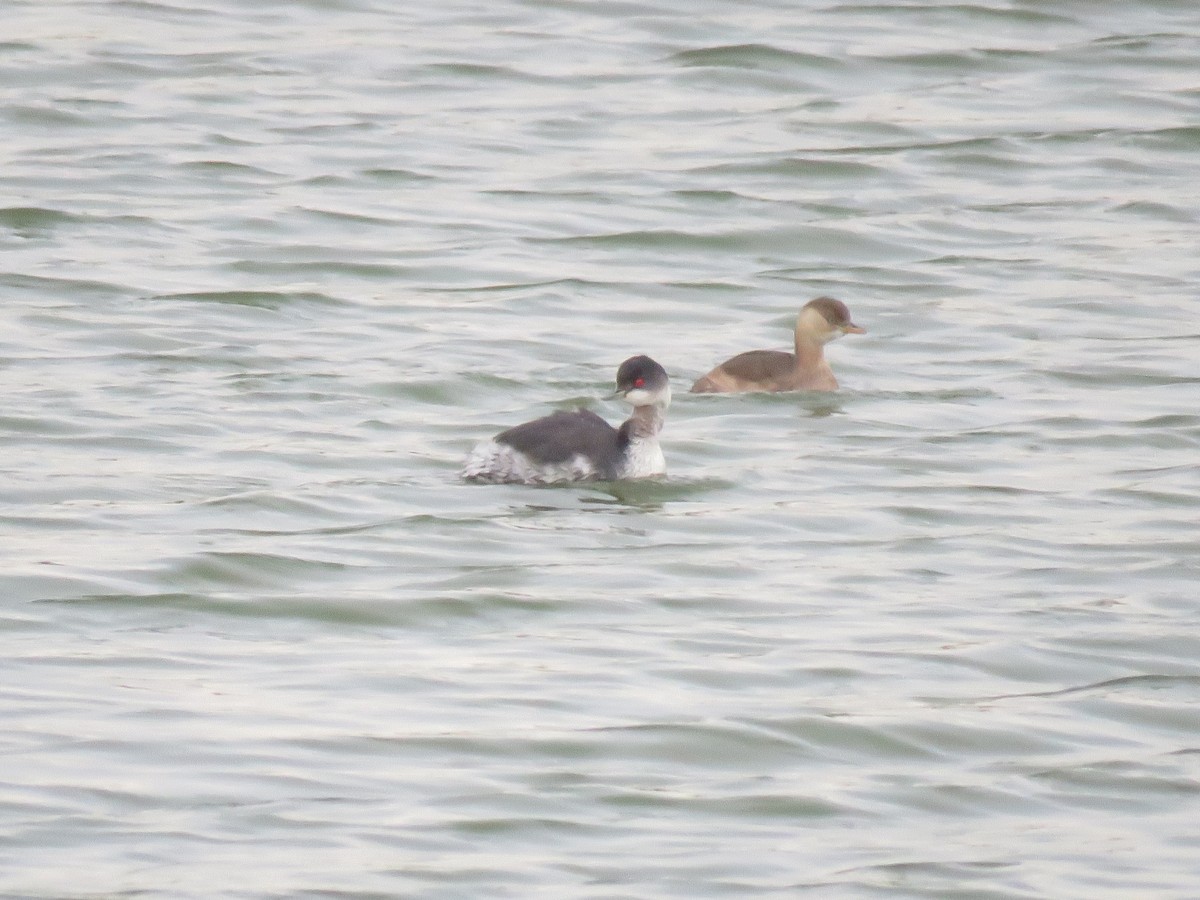 potápka černokrká - ML646438990