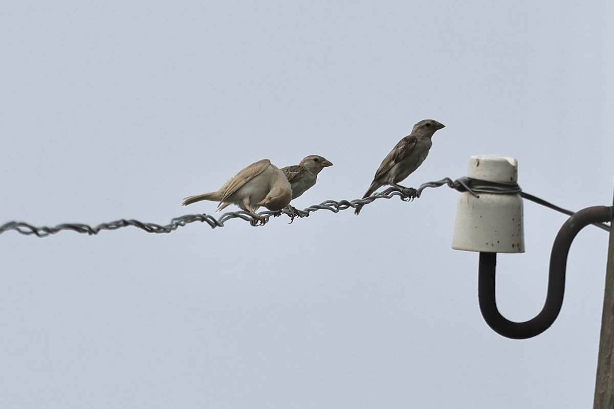 vrabec domácí - ML646439003